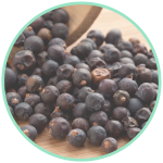 GlucoFort Reviews - GlucoFort Ingredients - Juniper Berries