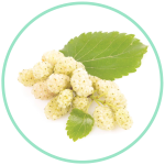 GlucoFort Reviews - GlucoFort Ingredients - White Mulberry Leaf